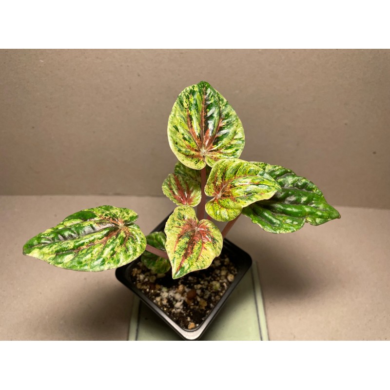Peperomia caperata 'Buenos Aires'. Houseplants. Plant Shop. Peperomia caperata 'Buenos Aires'. Houseplants. Plant Shop.
