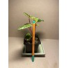 Peperomia caperata 'Buenos Aires'. Houseplants. Plant Shop.