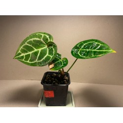 Anthurium crystallinum. Houseplants. Plant Shop.