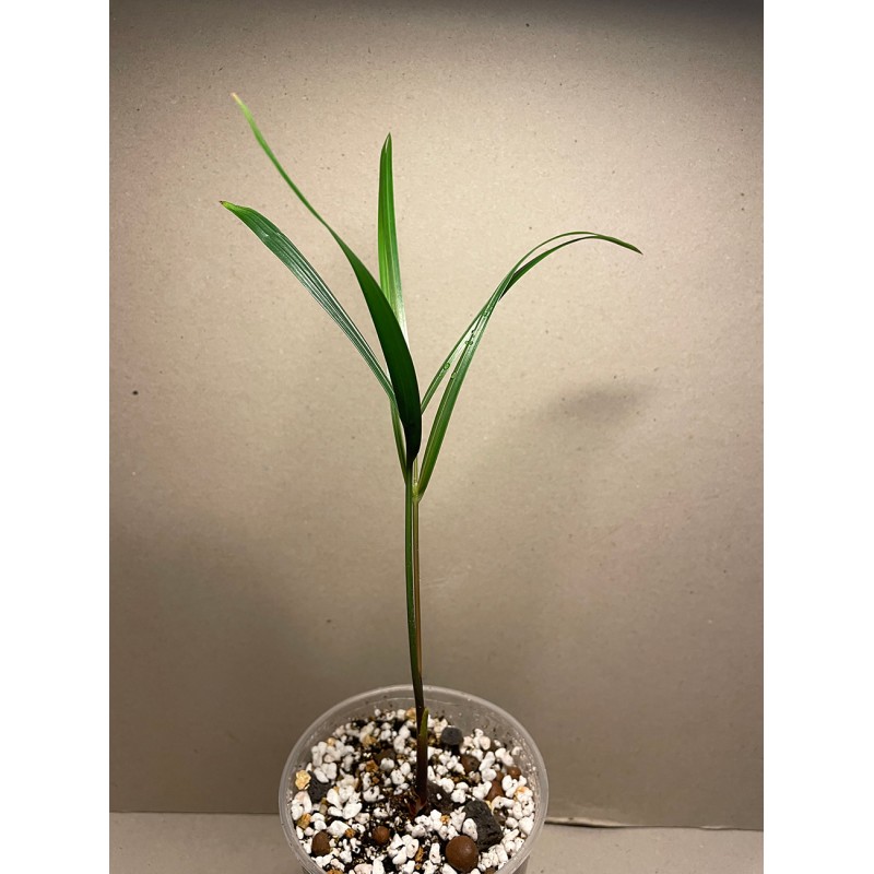 Chrysalidocarpus decaryi. Palms. Plant Shop. Chrysalidocarpus decaryi. Palms. Plant Shop.