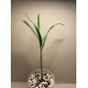 Chrysalidocarpus decaryi. Palms. Plant Shop.
