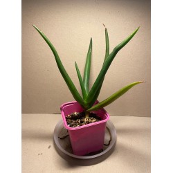 Aloe barbara-jeppeae. Sukulendid. Taimepood.