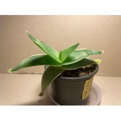 Aloe striata. Sukulendid. Taimepood.