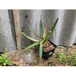 Agave nizandensis M. Agaavid. Toataimed.