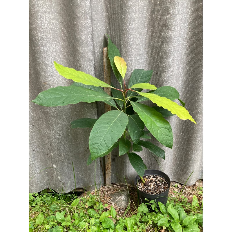 Persea americana. Houseplants. Plant Shop. Persea americana. Houseplants. Plant Shop.