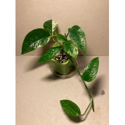 Epipremnum pinnatum 'Marble King' (madal variegatsioon)