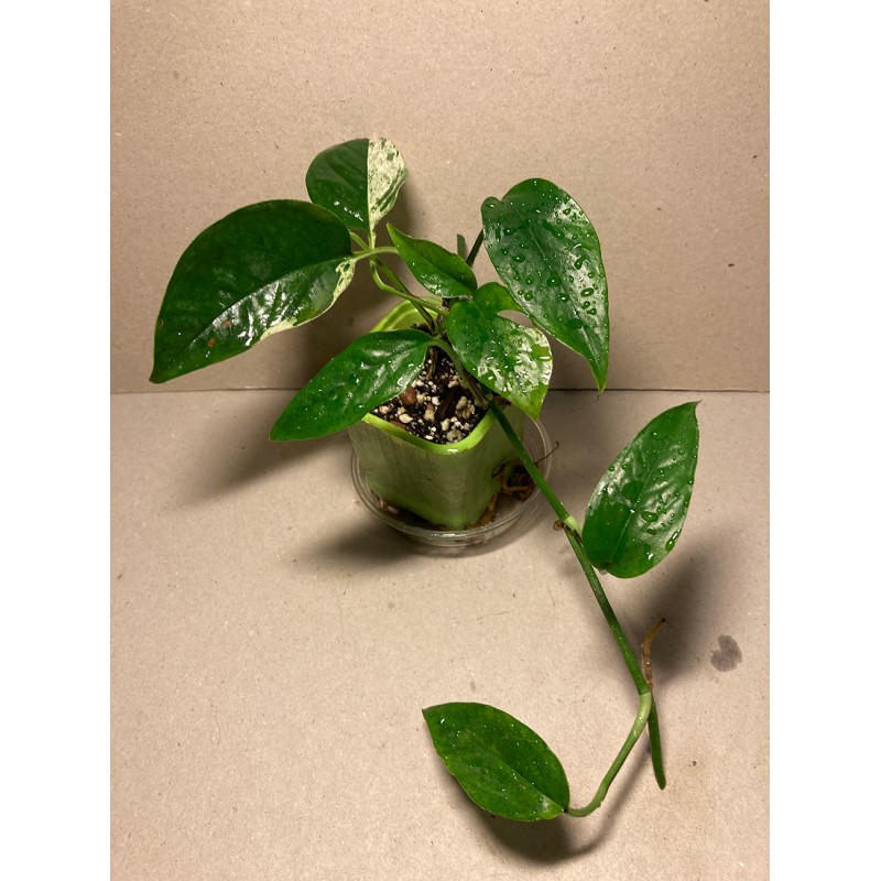 Epipremnum pinnatum 'Marble King' (madal variegatsioon) Epipremnum pinnatum 'Marble King' (madal variegatsioon)