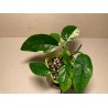 Epipremnum pinnatum 'Marble King' (madal variegatsioon)