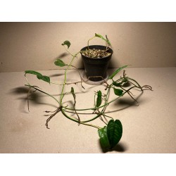 Monstera siltepecana. Toataimed. Taimepood.