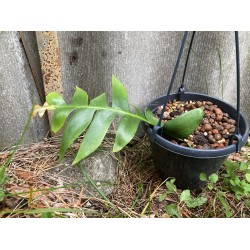 Epiphyllum chrysocardium, S