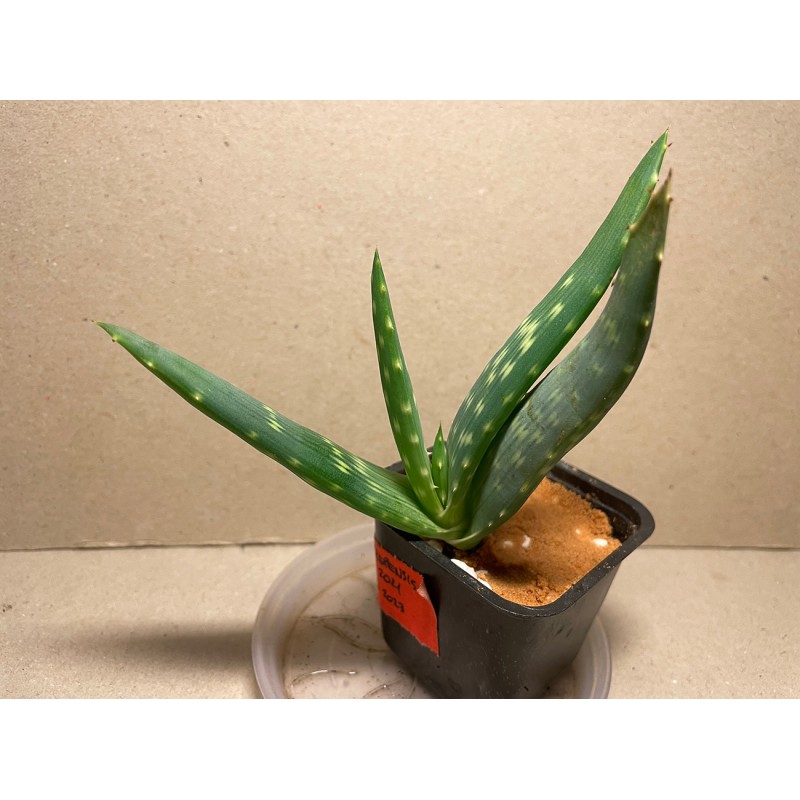 Aloe gariepensis. Aloaceae. Taimepood.