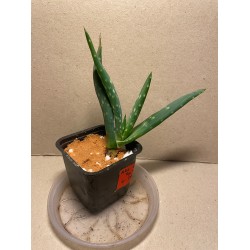 Aloe gariepensis. Aloaceae. Taimepood.