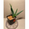 Aloe gariepensis. Aloaceae. Taimepood.