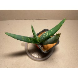 Aloe gariepensis. Aloaceae. Taimepood.