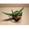 Aloe gariepensis. Aloaceae. Taimepood.