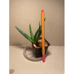 Aloe gariepensis. Aloaceae. Taimepood.