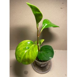 Peperomia obtusifolia marble