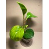 Peperomia obtusifolia marble