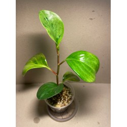 Peperomia obtusifolia marble