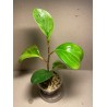 Peperomia obtusifolia marble