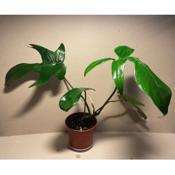 Philodendron 'Florida Green'. Filodendron. Taimepood.