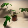 Philodendron 'Florida Green'. Filodendron. Taimepood.