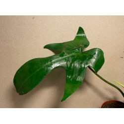 Philodendron 'Florida Green'. Filodendron. Taimepood.