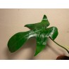 Philodendron 'Florida Green'. Filodendron. Taimepood.