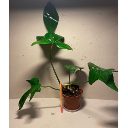 Philodendron 'Florida Green'. Filodendron. Taimepood.