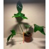 Philodendron 'Florida Green'. Filodendron. Taimepood.