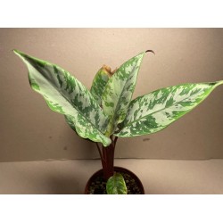 Apoballis acuminatissima