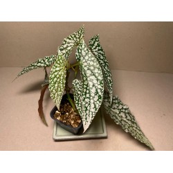 Begonia maculata 'Double Dot'. Toataimed. Taimepood.