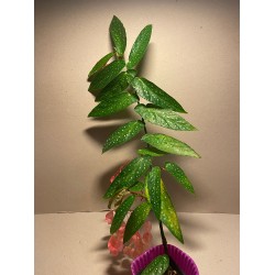 Begonia maculata. Toataimed. Taimepood.