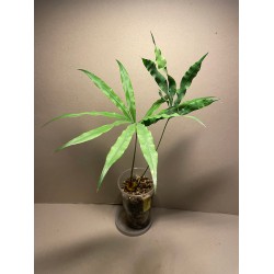 Cycas debaoensis. Toataimed. Taimepood.