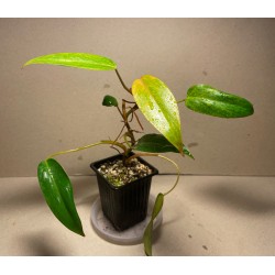 Filodendron 'Painted Lady'. Toataimed. Taimepood.