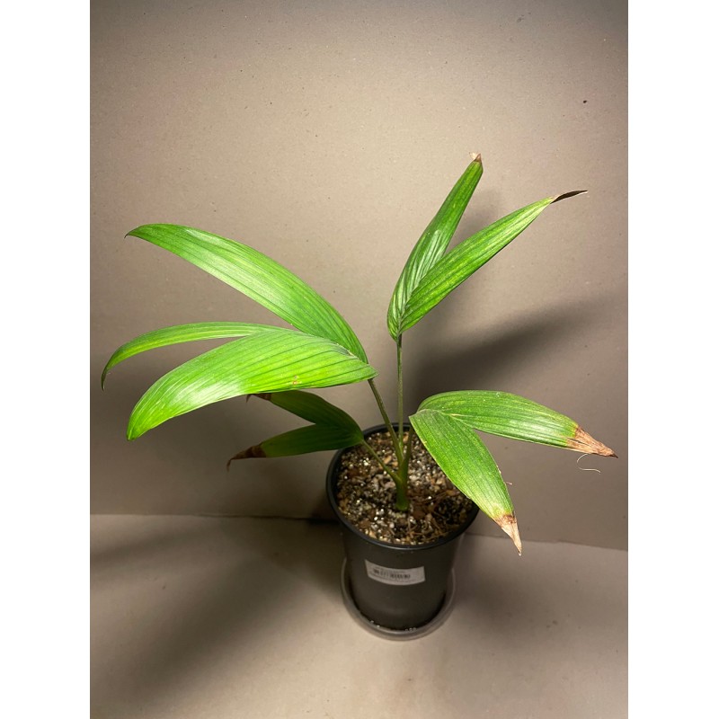 Archontophoenix alexandrae. Palmid. Taimepood.