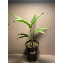 Archontophoenix alexandrae. Palmid. Taimepood.