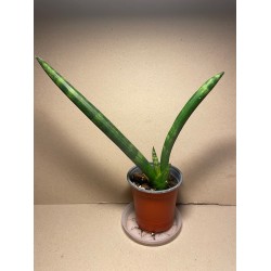 Dracaena angolensis. Toataimed. Taimepood.