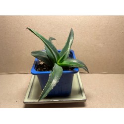 Agave nickelsiae. Sukulendid. Taimepood.