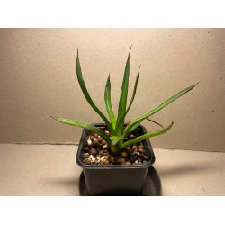 Agave schidigera