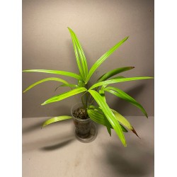 Livistona benthamii 'Golden'