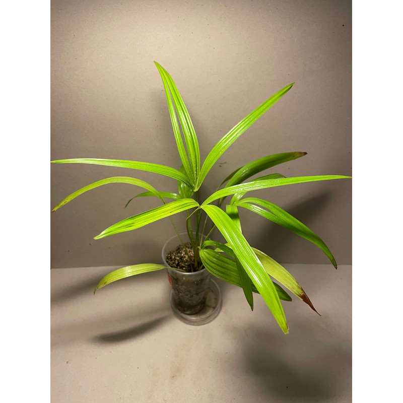 Livistona benthamii 'Golden'