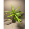 Livistona benthamii 'Golden'