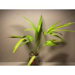 Livistona benthamii 'Golden'