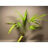 Livistona benthamii 'Golden'