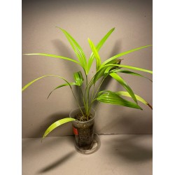 Livistona benthamii 'Golden'