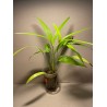 Livistona benthamii 'Golden'