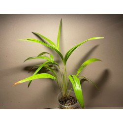 Livistona benthamii 'Golden'