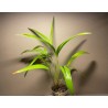Livistona benthamii 'Golden'