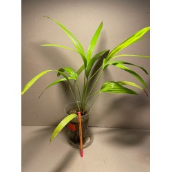 Livistona benthamii 'Golden'
